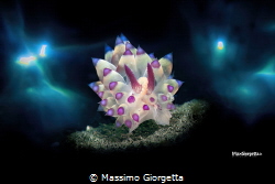 nudibranch Ianolus in triple exposure by Massimo Giorgetta 